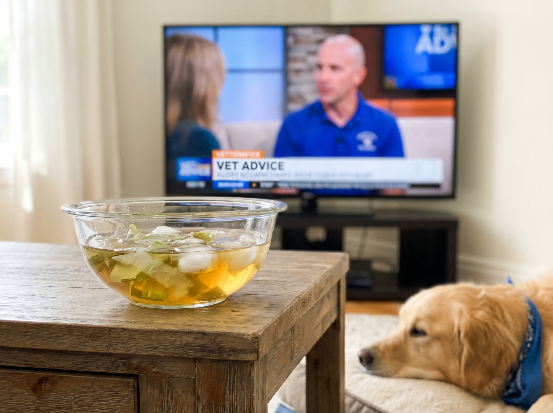 Veterinário em entrevista de TV apresentando a receita caseira de babosa para coceira canina